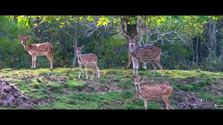 simlipal national park // mayurbhanj //odisha