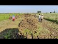 આજ ૪ દિવસ થી હલર નુ કામ સાલુ છે farming magfadi tektar agriculture vairalvideo