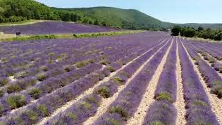 Lavendelfelder in Sault en Provence