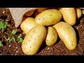 10 Benefits of Potatoes | Health And Nutrition