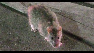 The Biggest NYC Rat in Union Square, Manhattan