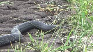 Blue Indigo full video - Texas Blue Indigo (Drymarchon melanurus erebennus)