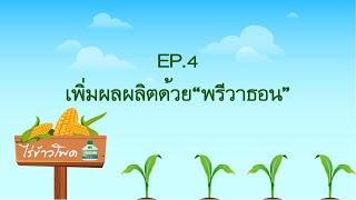 Final Ep 4 เพิ่มผลผลิตด้วย\