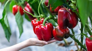 WOW! Amazing Agriculture Technology - Bell Chili Peppers | How To Grow Capsicum At Home