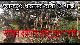 আজব ধরনের একটি গাছ।না দেখলে মিছ করবেন।মুহাম্মদি প্রচার মিডিয়া।biplob Mohammad