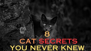 Unlocking the Mystery: 8 Cat Secrets You Didn't Know Existed!