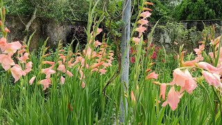 My Gladiolus Garden Tour || Fahmida's Gardening