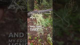 Ethnobotany of Usnea | #pacificnorthwest #botany #natureeducation