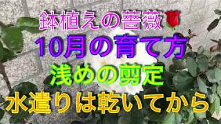 鉢植え薔薇🌹10月の育て方 浅めの剪定 水遣り