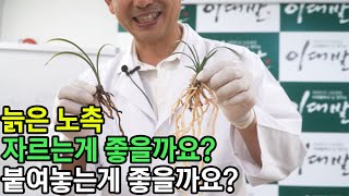 225편 도움 안되! 빈대같은 노촉 [orchid, 춘란, 풍란, 약초,명장, 다육, 난초,주식,재테크 청년 창업,귀농, 실버]