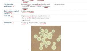 FA Microbiology I   Clinical Bacteriology Part 1