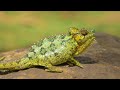 superb animals in 4k ultra hd collection of wild and colorful animals 4k tv