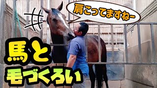 人の肩もみをしてくれる賢くて可愛い馬がコチラです(馬とマッサージし合う動画)。【ツルマルボーイ様のシモべ】