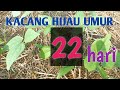 PENYEMPROTAN/PENYEPRAIAN KE-2 KACANG HIJAU UMUR 22Hst