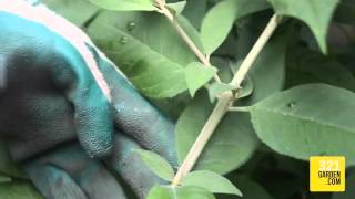 321Garden Quick Tip: Pruning