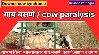 Downer cow syndrome|गाभण काळात गाय बसणे किंवा व्याल्यानंतर गाय बसणे|cattel paralysis