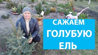 ПОСАДКА КРУПНОЙ ЕЛИ. Как сажать голубую ель