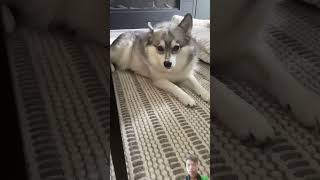 #funny #pupsofig #husky #puppyface #dog #dogseyeview #corgi #puppy #cat #catlover