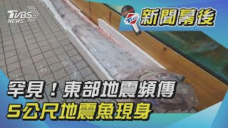 罕見！東部地震頻傳 5公尺地震魚現身