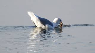 セグロカモメ捕食と鳴き声、カワウの集合始まる。