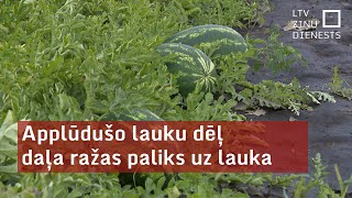 Applūdušo lauku dēļ daļa ražas paliks uz lauka