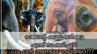 രാജന്റെ കണ്ണുകൾക്കു എന്താണ് സംഭവിച്ചത്? പാപ്പാന്റെ മർദ്ദനത്തിൽ  രാജന്റെ കണ്ണുകൾക്കു പരീക്കെറ്റൊ?