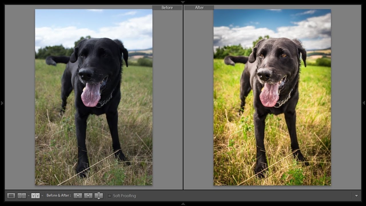 Dog Photo Editing Ricrea Grafica