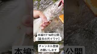 源流の大イワナ37cm