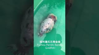 福州潘氏兰寿金鱼Fuzhou Panshi Ranchu Goldfish