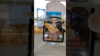 斗鱼金色的吗？betta fish warna gold? Gold dumbo Male 公鱼