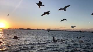 釧路の夕日とウミネコ（釧路）Black tailed gulls at sunset (Kushiro cruising)