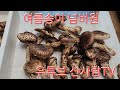 끝난줄 알았던 여름송이 또 대박터졌다