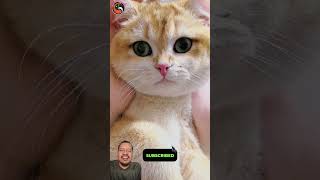 Funny cat #viralvideo #funny #cat #cute #kitten #cutecat #sorts #sorotan