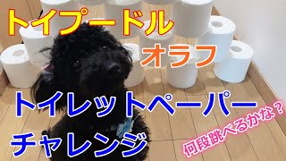 【トイプードル】オラフのトイレットペーパーチャレンジ