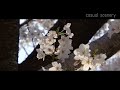 桜と野鳥たち～身近な春を感じる【なにげない風景】casual scenery