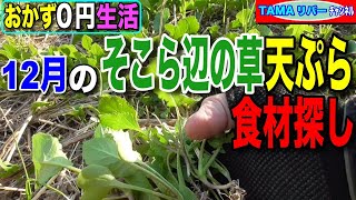 【おかず０円生活】12月のそこら辺の草天ぷら食材探し