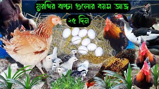 মুরগির বাচ্চা। নতুন মুরগি ডিম পেরেছে 😊 desi chiken farm #chickenfarming