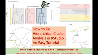 How to Do Hierarchical Cluster Analysis in RStudio | An Easy Tutorial in English