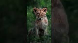 You Love Animals? Wild Animals Video | Wildlife Photography#animals #shotsviral #bronews #shorst