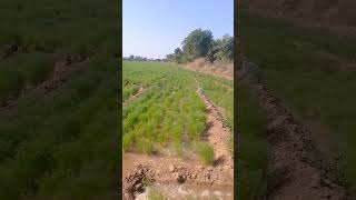 #viralvideo #ખેતી #trending #farming #વાડી #ખેડૂતપુત્ર #ખેડૂતો