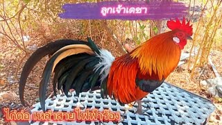 ไก่ต่อ เหล่าสายฟ้าร้อง ลูกเจ้าเดชาสวยๆ#ไก่ต่อ #ไก่ป่าลูกผสม