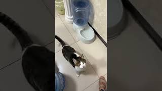 #萌宠出道计划 #抖音动物图鉴 #猫 抖音里最可爱的小猫咪🐱