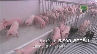 CPF Green Farm ฟาร์มหมูรักษ์โลก