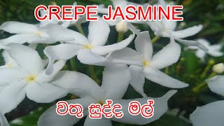 CREPE JASMINE | වතු සුද්ද මල්