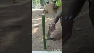 bans ka jhadu making bamboo broom#shorts