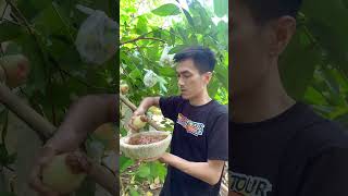 Ternyata rujak keliling kebun jambu seru juga #mukbang #rujakjambuair