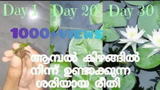 ആമ്പൽ കിഴങ്ങിൽ നിന്ന് മുളപ്പിക്കുന്ന ശരിയായ രീതി/Correct propagation of water lily from rhizome