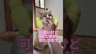 #エリザベスカラー #猫のいる暮らし #毛繕い#ねこ動画