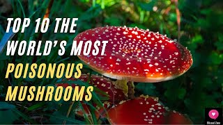 Top 10 The World’s Most Poisonous Mushrooms | Blissed Zone