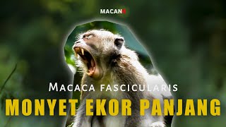 Monyet Ekor Panjang - Macaca fascicularis